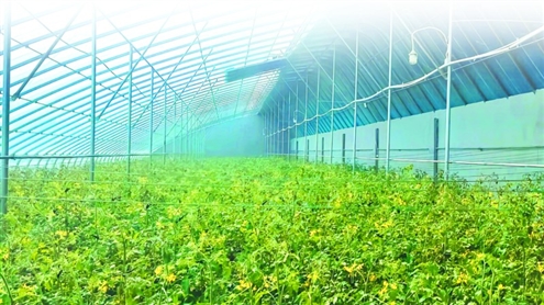 西沙蔬菜基地